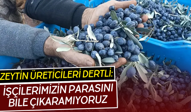 Zeytin üreticileri isyanda