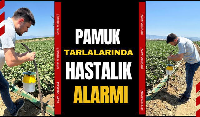 Pamuk tarlalarına kıskaç