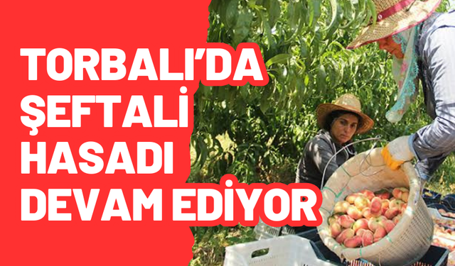 Torbalı şeftalisi kapış kapış