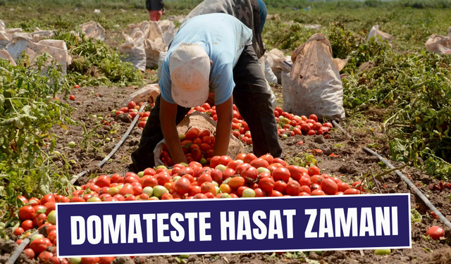 Kırmızı altında hasat başladı