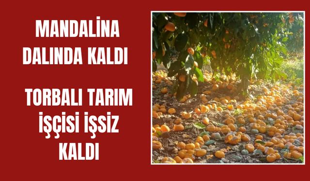 Mandalina Dalında Kaldı: Üretici de Tarım İşçisi de Zor Durumda