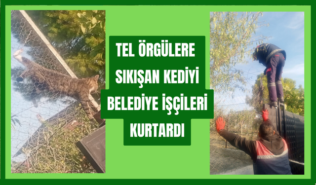 Tel örgülere sıkışan kediyi Torbalı Belediyesi temizlik personeli kurtardı