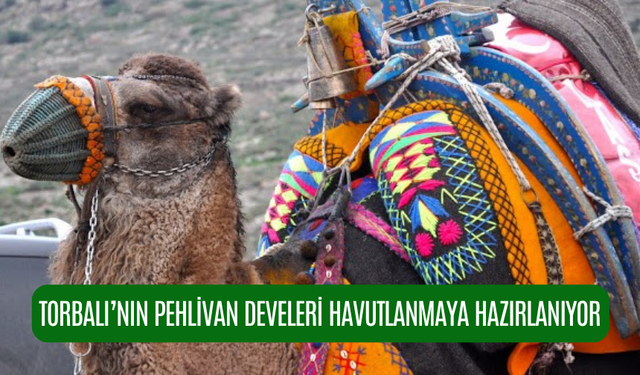 Torbalı'da havutlama törenleri önümüzdeki hafta başlıyor