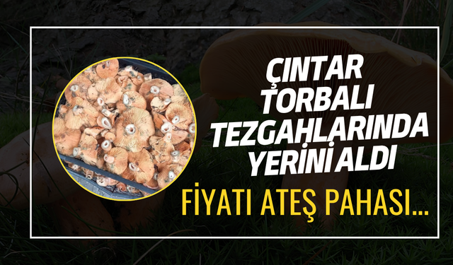 Çıntarseverler tezgaha akın etti