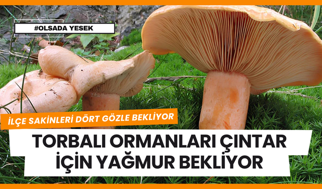 Torbalı ormanları çıntar için yağmur bekliyor