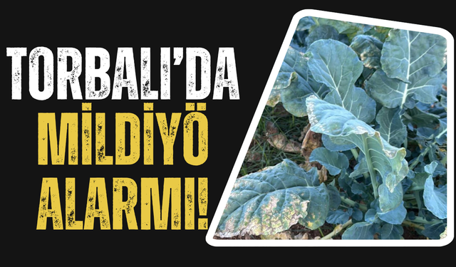 Brokoli Tarlalarında Tehlike: Mildiyö Yayılıyor
