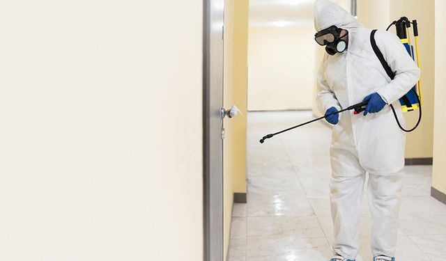 Pire İlaçlama ve Evcil Hayvan Sağlığı: Güvenli Yöntemler