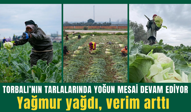 Torbalı’da kışlık ürünlerde hasat doludizgin devam ediyor