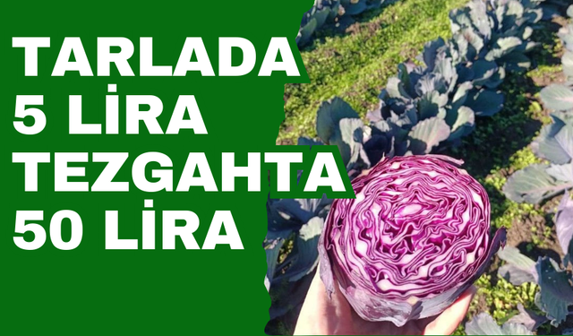 Tarlada 5 Lira, Tezgahta 50 Lira!