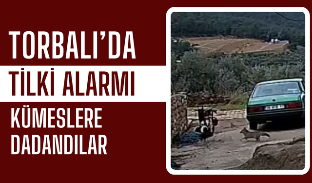 Tilkiler Yerleşime İndi, Kümesler Boşaldı