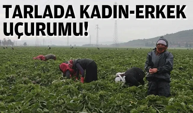 Tarlada kadın-erkek uçurumu!