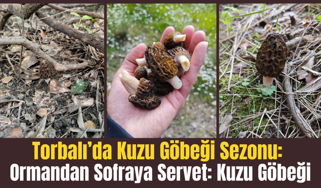 Ormandan Sofraya Servet: Kuzu Göbeği