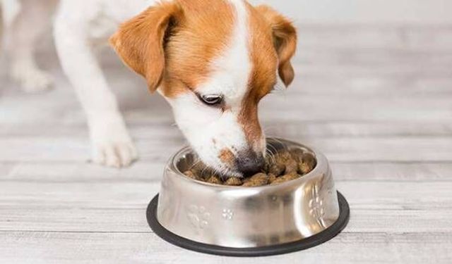 Hipoalerjenik Köpek Maması Nedir?