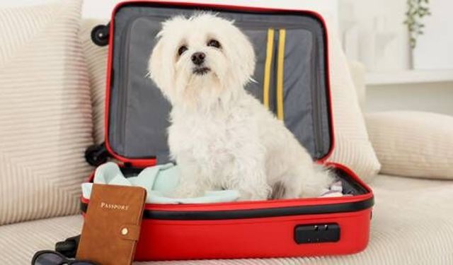 Tatile Çıkarken Köpeğinizi Nereye Bırakmalısınız?