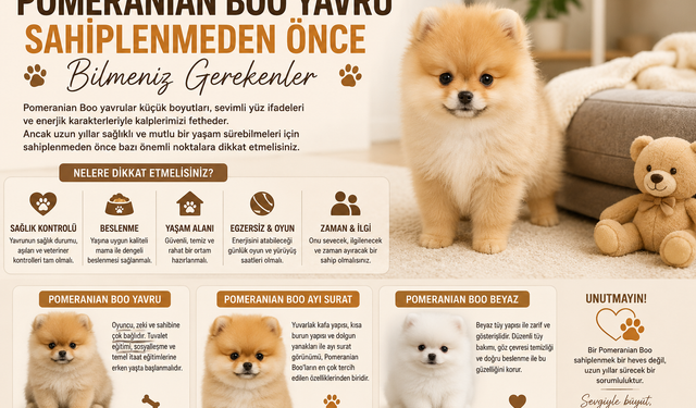 Pomeranian Boo Yavru Sahiplenmeden Önce Bilmeniz Gerekenler