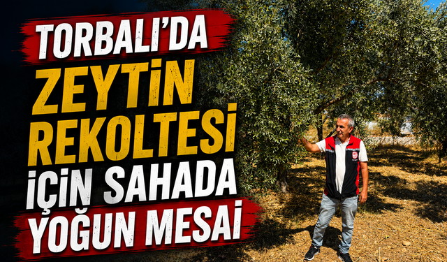 Torbalı’da Zeytin İçin Yoğun Mesai