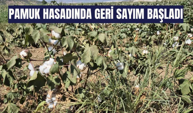 Pamuk hasadında geri sayım başladı