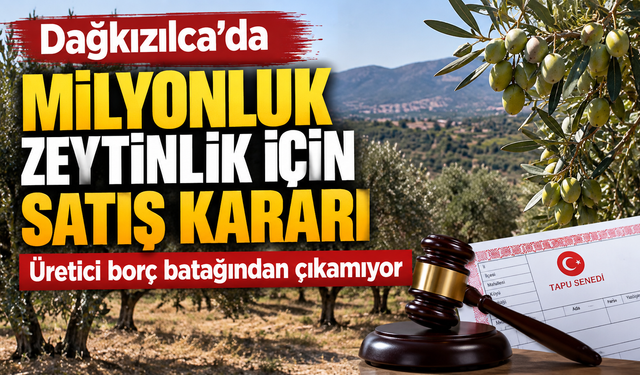 Dağkızılca’da 8 Bin Metrekarelik Zeytinlik Satışa Çıkıyor