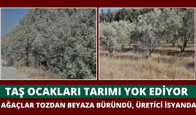 Tarım ürünleri tozdan büyük zarar görüyor