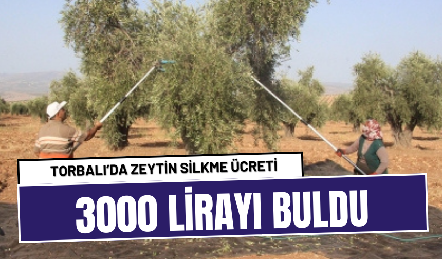 Torbalı’da zeytin silkme ücreti 3000 lirayı buldu