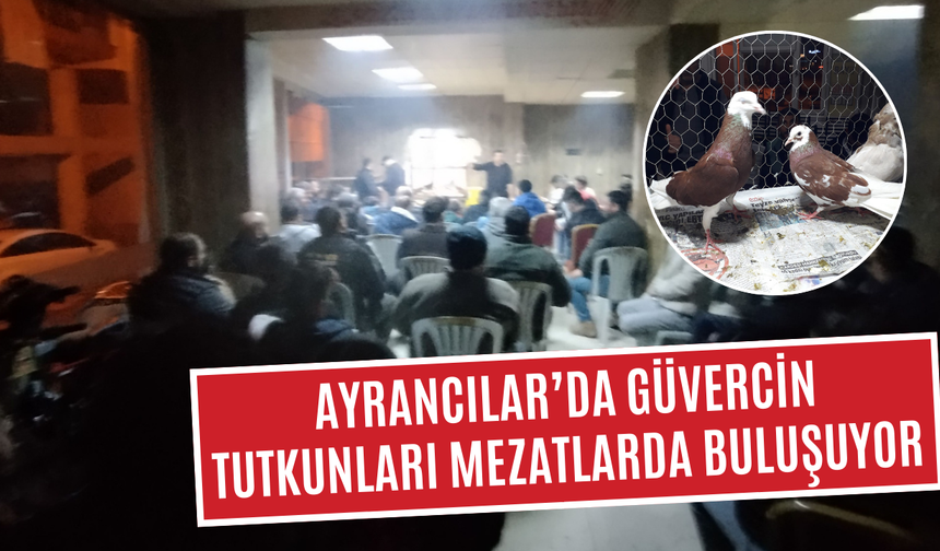 Ayrancılar’da güvercin tutkunları mezatlarda buluşuyor