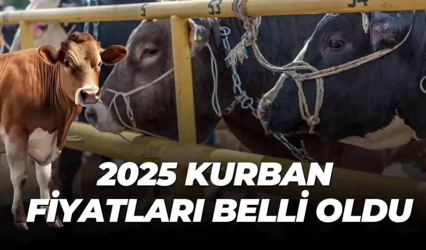 Kurbanlık Fiyatları El Yakıyor: Torbalı’da Bayram Öncesi Hareketlilik Başladı