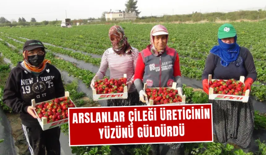 Hasat devam ediyor