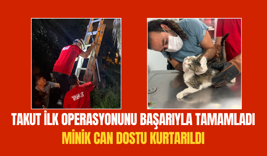 Bir haftadır palmiye ağacında mahsur kalmıştı