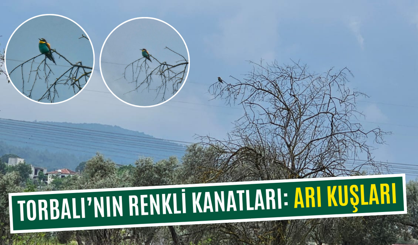 Torbalı’da nadide bir kuş türü