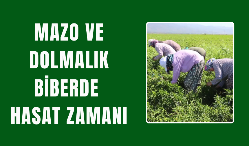 Torbalı’da Biber Hasadı Başladı: Üreticinin Yüzü Gülüyor