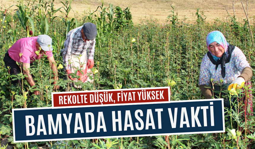 Bamyada hasat vakti