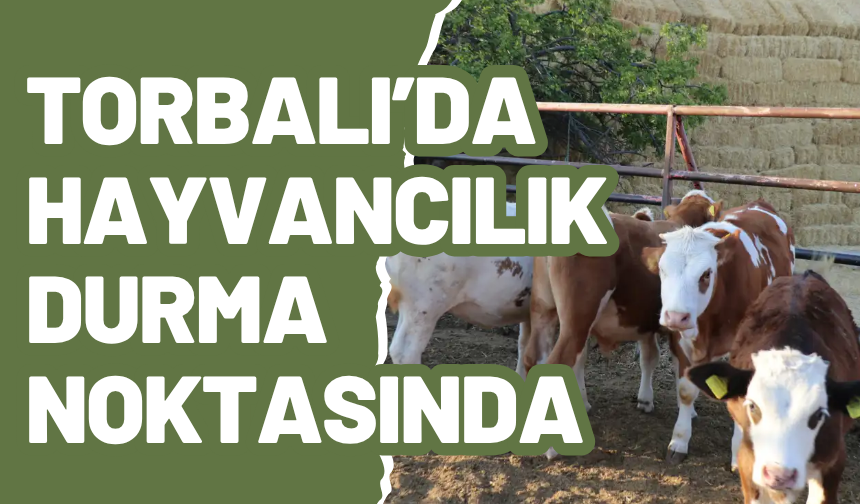 Şap hastalığı üreticiyi yaraladı