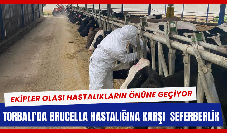 Brucella hastalığına karşı hayvanlara kan testi yapılıyor