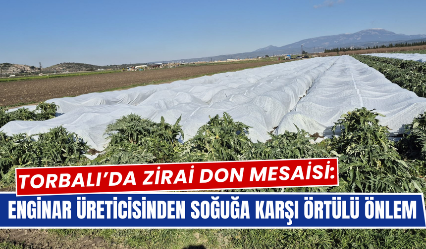 Soğuk Alarmı… Enginarlar Örtüyle Korunuyor