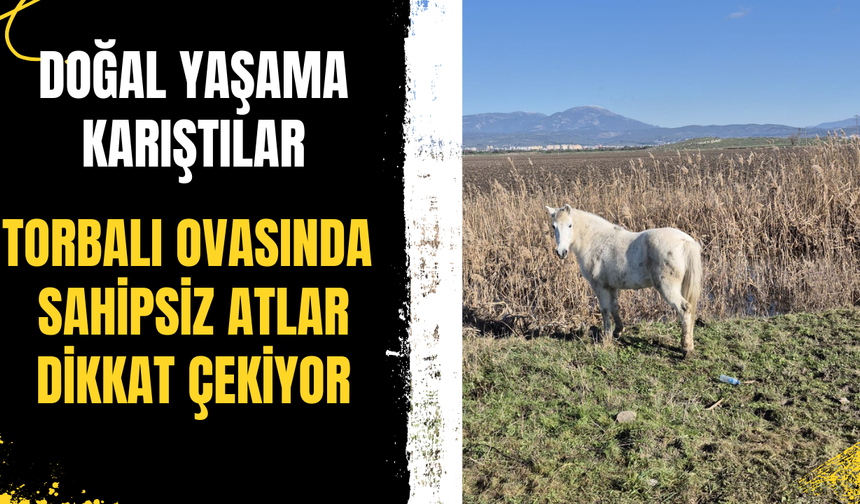Torbalı ovasında sahipsiz atlar dikkat çekiyor