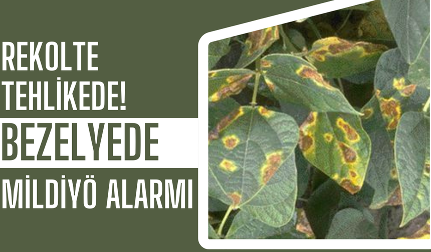 Torbalı Ovası’nda Bezelye Alarmı: Mildiyö Hastalığı Görüldü