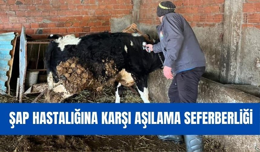 Şap Hastalığına Karşı Yoğun Mesai