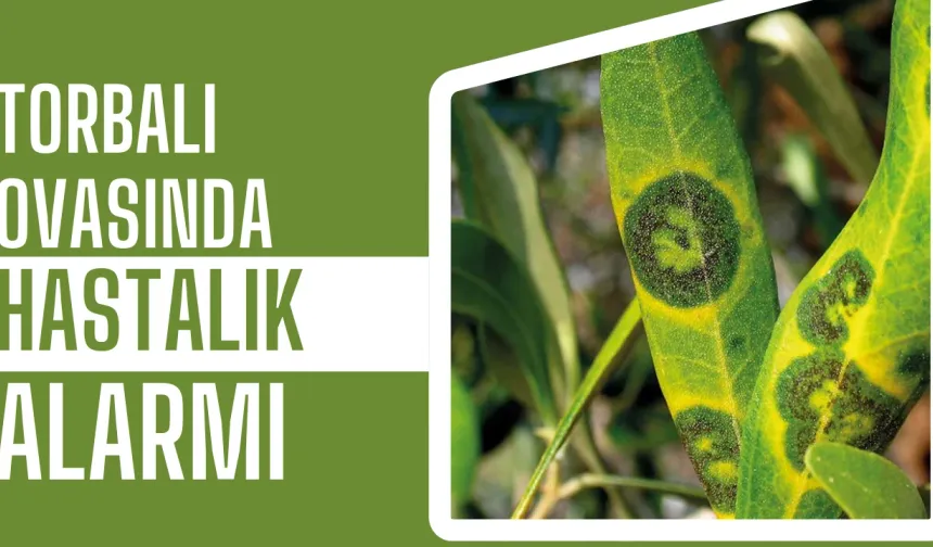 Müdürlük Uyardı…Halkalı Leke Hastalığında Mücadele Zamanı