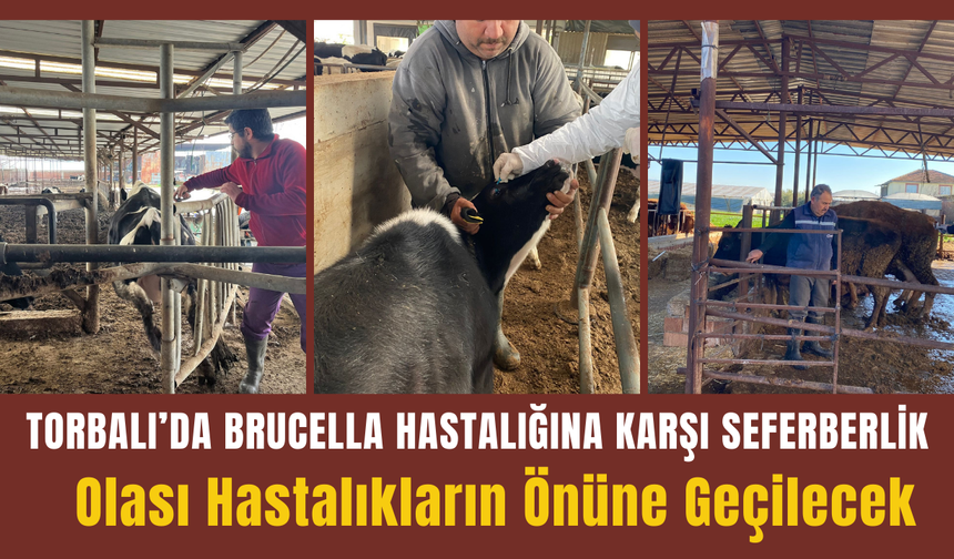 Brucella hastalığına karşı hayvanlara kan testi yapılıyor