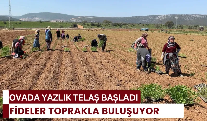 Kışlık hasat bitti, yazlık telaş başladı