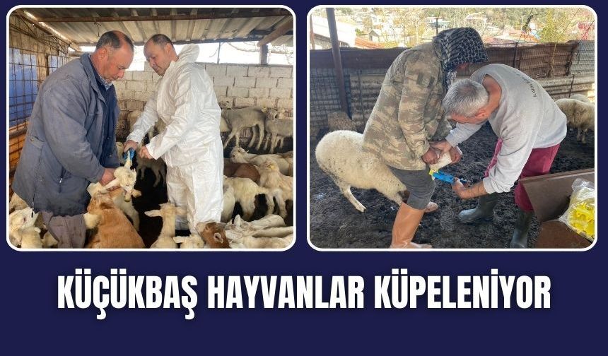 Torbalı’da Küçükbaş Hayvanlara Küpeleme Çalışması