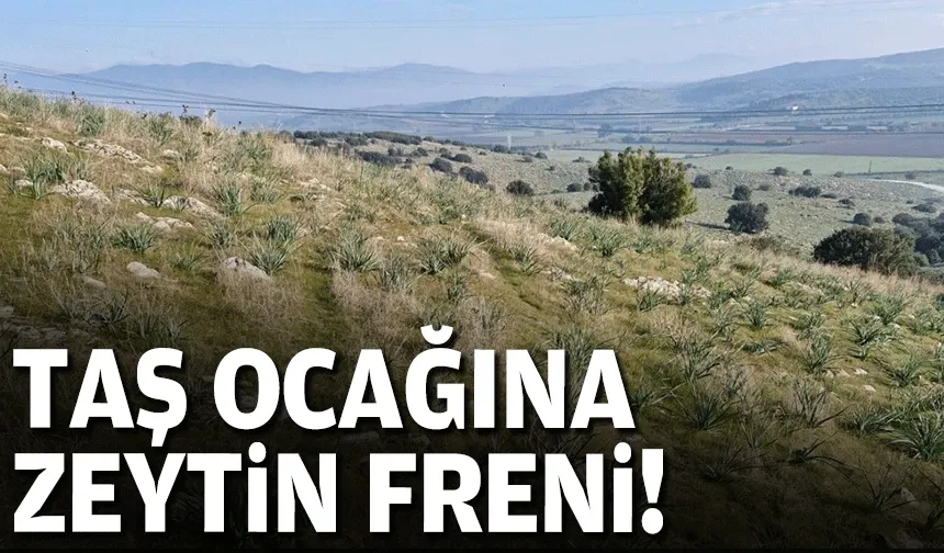 Torbalı sınırındaki taş ocağına zeytin freni!