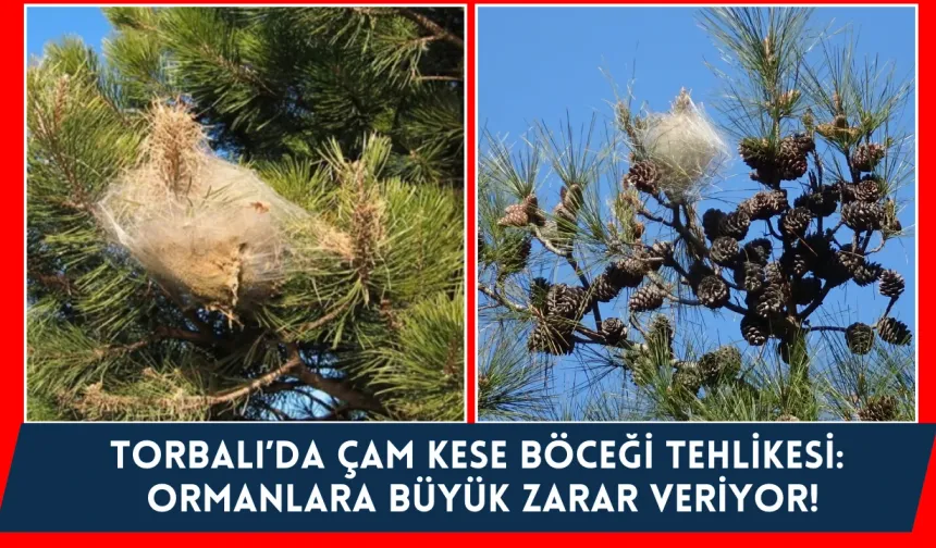 Torbalı ormanlarında büyük tehlike