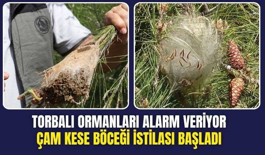 Torbalı Ormanlarında Tehlike Büyüyor: Çam Kese Böceği İstilası