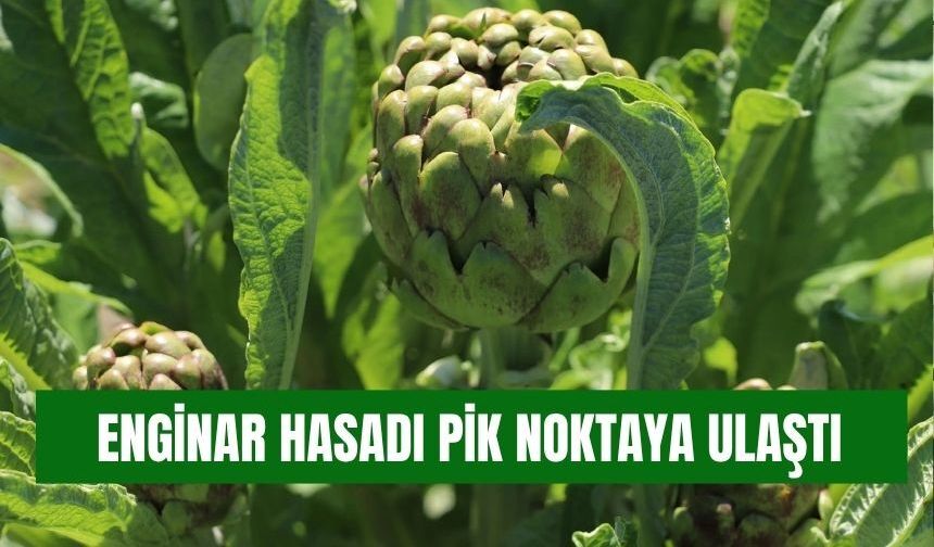 Torbalı’da Enginar Hasadı Zirvede