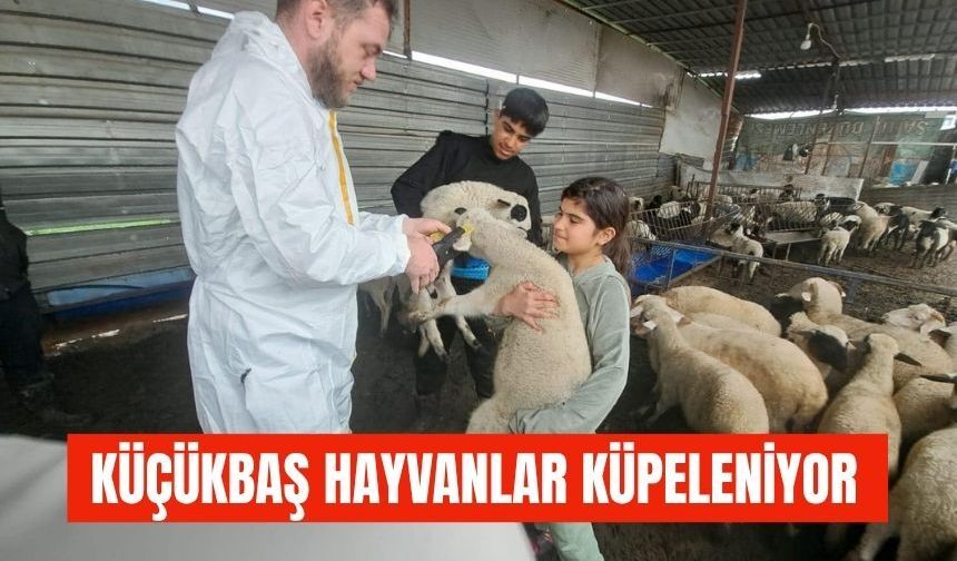 Küçükbaş Hayvanlara Küpeleme Çalışması