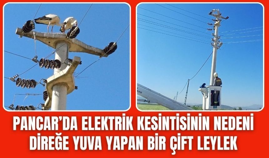 Elektrik Kesintisinin Sebebi Leylekler Çıktı