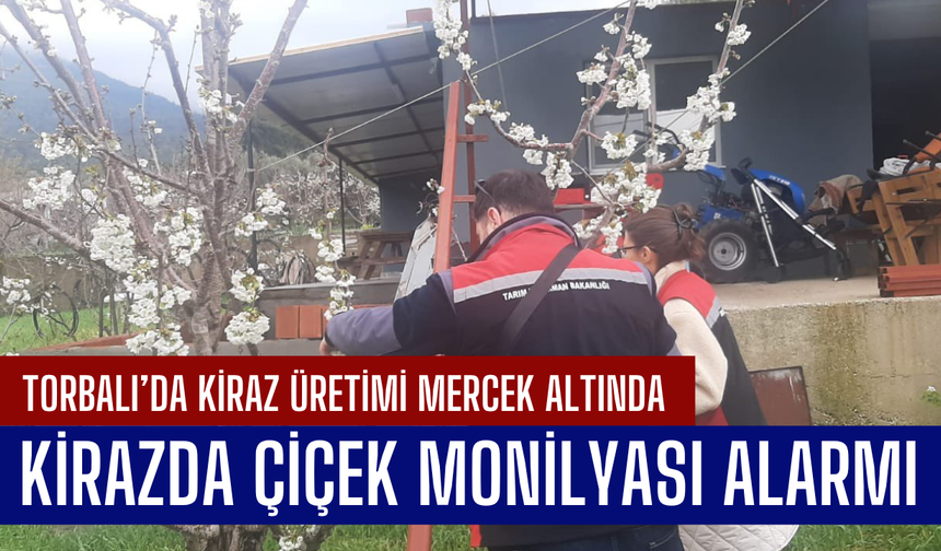 Torbalı’da Kiraz Üretimi Mercek Altında