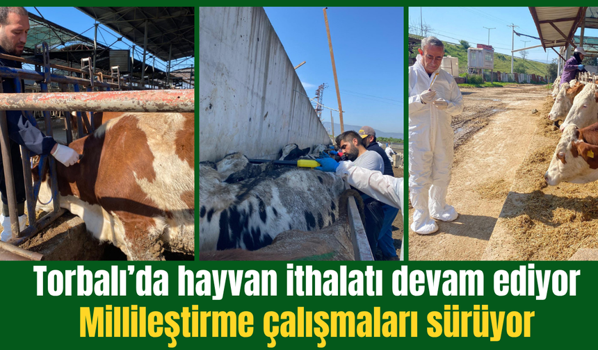 Torbalı’da hayvan ithalatı devam ediyor