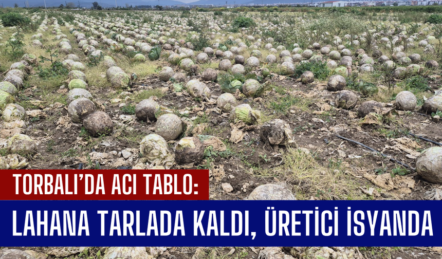 Lahana Tarlada Kaldı, Üretici İsyanda